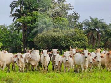 Venta de Finca Ganadera en El Flor, Dolega, Chiriqui