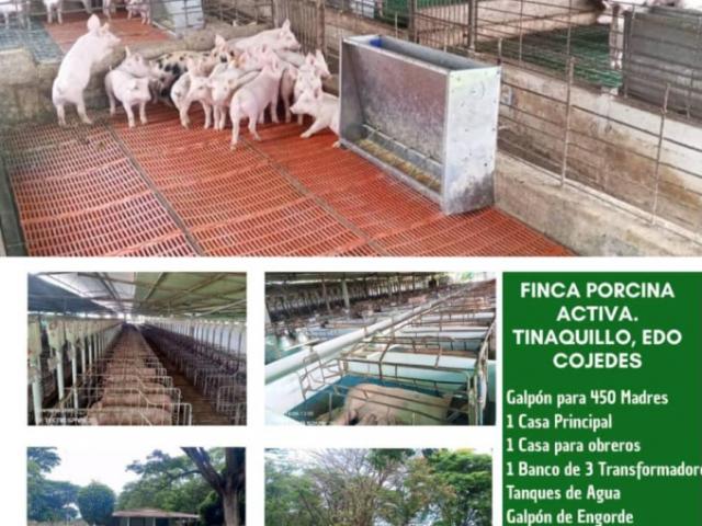 Venta de Finca porcina, Edo. Cojedes