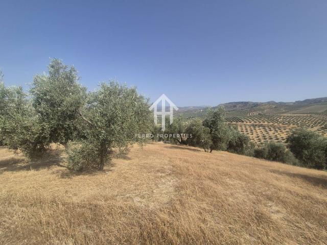 Venta de finca rústica de 14.200 m² en Loja