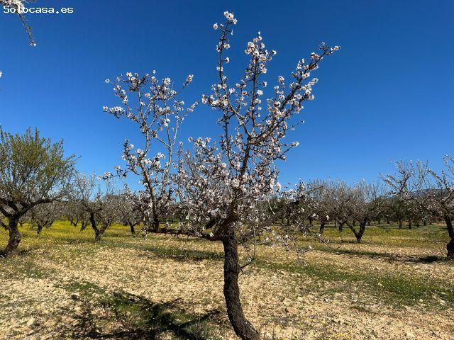 VENTA DE FINCA RUSTICA DE 6,5 HECTAREAS DE ALMENDROS Y ALGUNOS OLIVOS EN DILAR