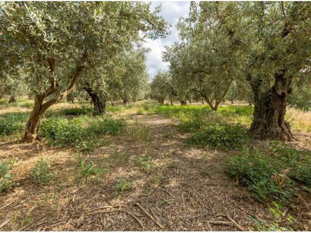 Venta de finca rústica de 77 olivos en Otura Granada