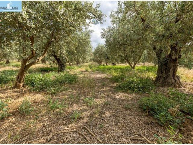 Venta de finca rústica de 77 olivos en Otura Granada