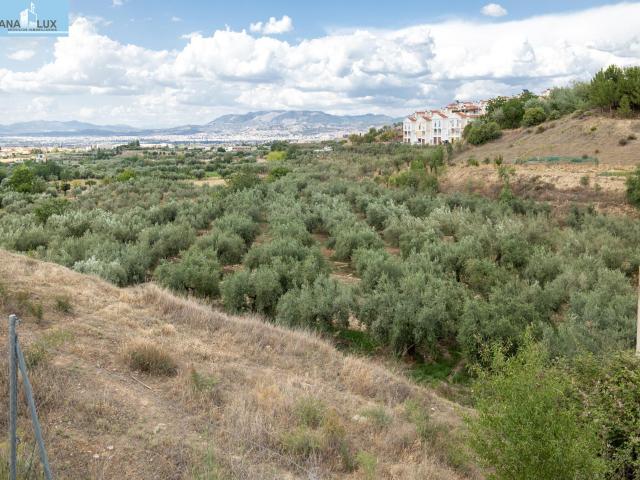 Venta de finca rústica de 77 olivos en Otura Granada