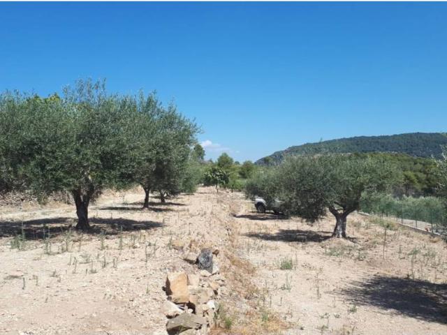 Venta de finca rústica en Borriol