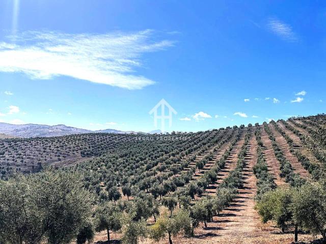 Venta de finca rústica en Cacín