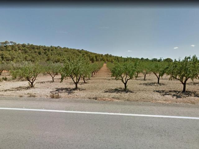 Venta de Finca Rústica en Casinos: Almendros en Producción y Acceso Privilegiado
