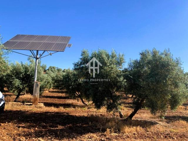 Venta de finca rústica en Loja
