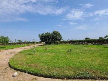 Inversión en Chincha Venta de Fundo 50,000 m² Zona Clave para Desarrollo Inmobiliario