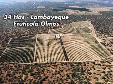 VENTA DE FUNDO AGRICOLA EN OLMOS EN LAMBAYEQUE DE 34 HECTAREAS
