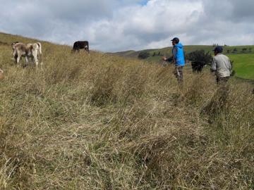Venta de hacienda en Cayambe son 35 hectareas
