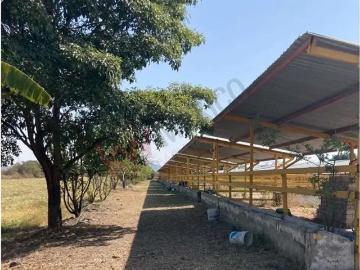 VENTA de Increíble RANCHO al mejor precio en Tetecala, Morelos,ideal para INVERSIONISTAS Y GANADEROS