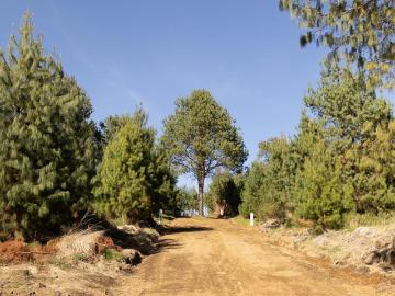 Venta de LOTES ecológicos sustentables en Fraccionamiento con Bosque