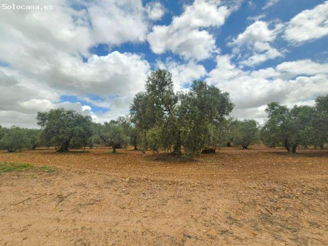 Venta de Olivares en Carmona