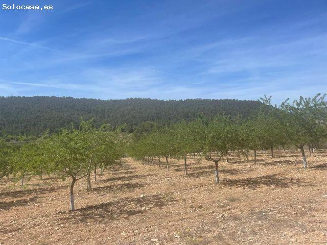 VENTA DE PARCCELA EN LA ROMANA ALICANTE