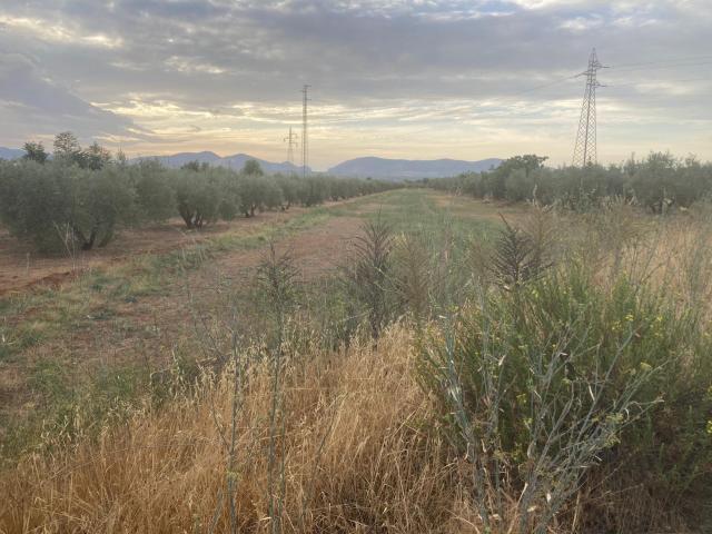 VENTA DE PARCELA RUSTICA, EN ALBOLOTE