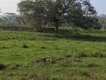VENTA DE RANCHO DE 8 HECTÁREAS EN MISANTLA
