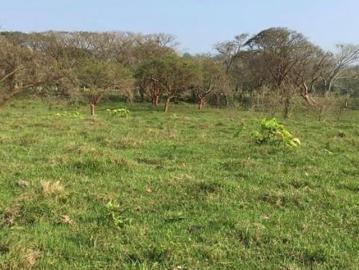 VENTA DE RANCHO DE 8 HECTÁREAS EN MISANTLA