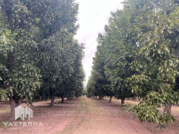 Rancho en venta en Aldama Centro, Aldama, Chihuahua