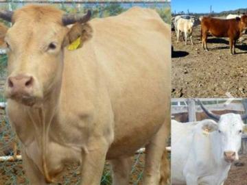 VENTA DE RANCHO EN GALEANA NL