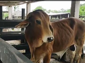 Venta de rancho en Panabá Yucatán