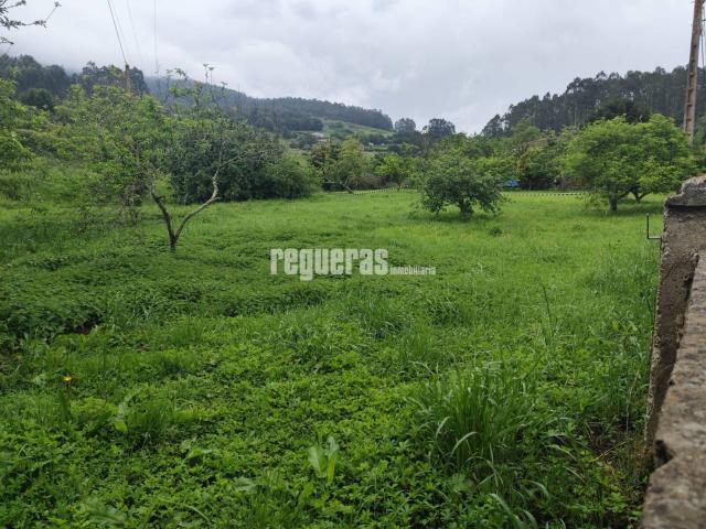 Venta dos fincas en Bances, Pravia 48.000 € Cada una