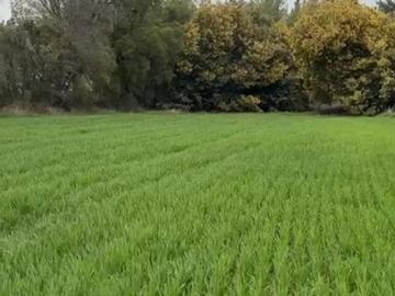 VENTA TERRENO AGRÍCOLA,REGIÓN DE ÑUBLE, PEMUCO