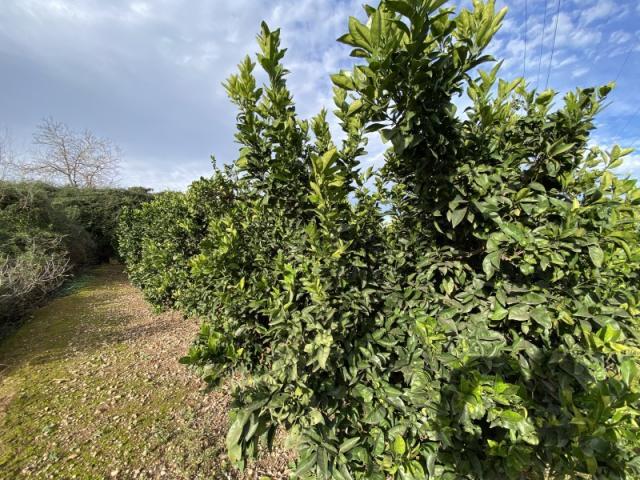 Venta Fazenda Anna Valencia DLS83122018