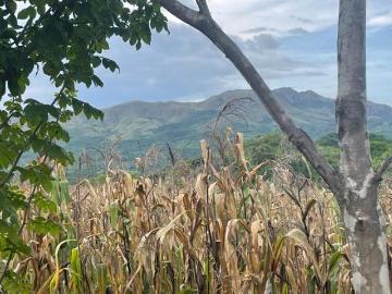 Venta: Finca de 22hcts en Cerro Colorado de La Pintada