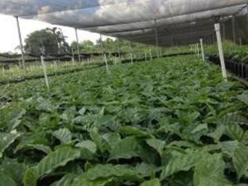 VENTA FINCA DE CAFE EN ZONA NORTE DE VERACRUZ