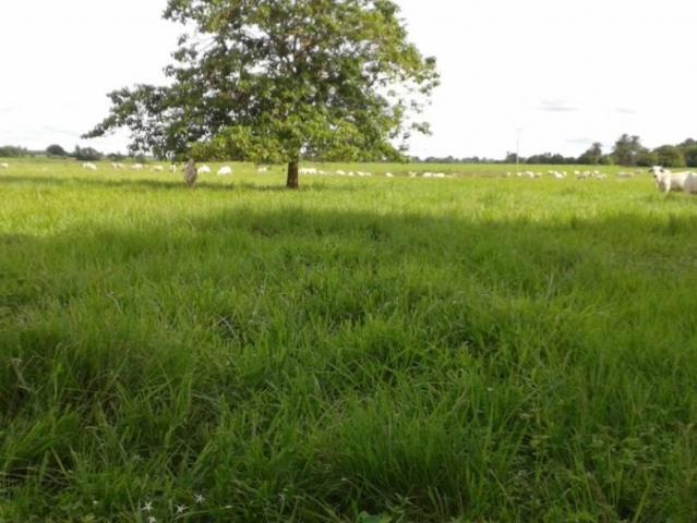 Venta Finca Ganadera230 Has Barinas, Via Escuela Salesiana