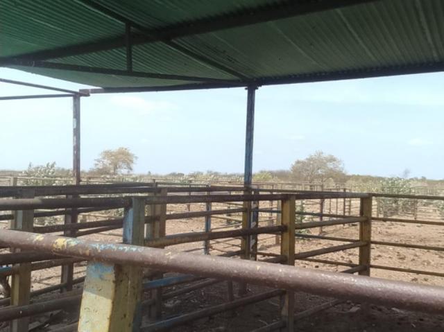 Venta hato en Guárico Hato 7 samanes