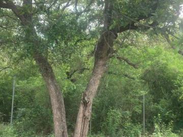 Venta Lote de Terreno Campestre en fraccionamiento Bosques de La Silla en Juárez N L