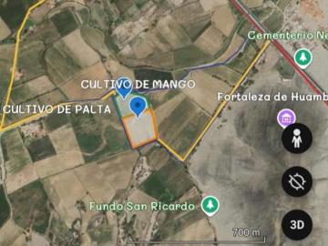 Venta o alquiler de terreno agrícola de 3.9 hectáreas con palto y mango