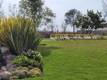 VENTA o TRASPASO Terreno plano en venta en El Faro de los Cisnes, Queretaro
