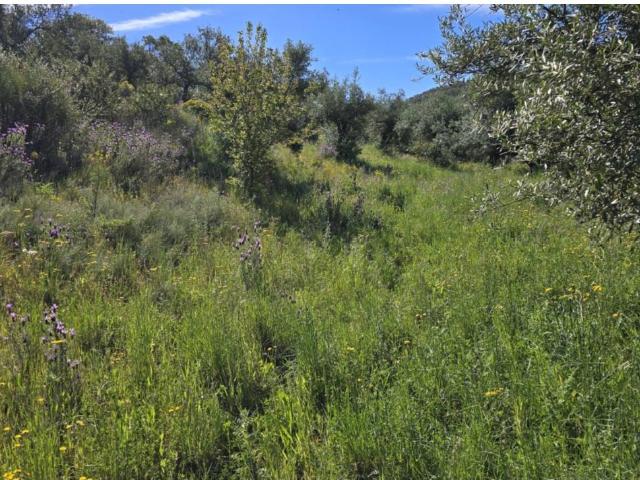 VENTA OLIVAR ALCORNOCAL EN ALISEDA CÁCERES