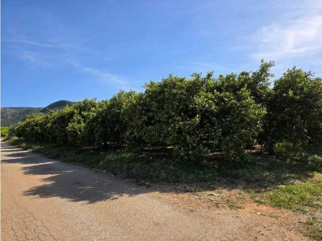 VENTA PARCELA AGRICOLA PEDREGUER