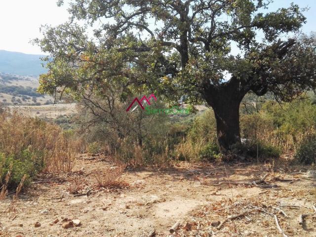 VENTA PARCELA ALREDEDORES UBRIQUE