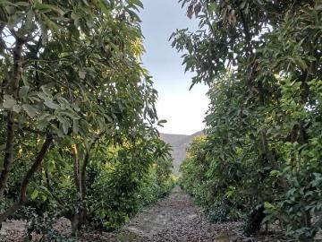 Venta Parcela Isla de maipo Naltahua Isla de Maipo