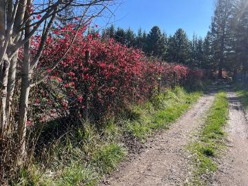 Venta Parcela Santa juana fondo unihue parcela 38