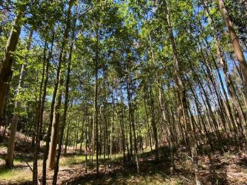 Venta parcela villarrica hermosa parcela de 16.552 metros