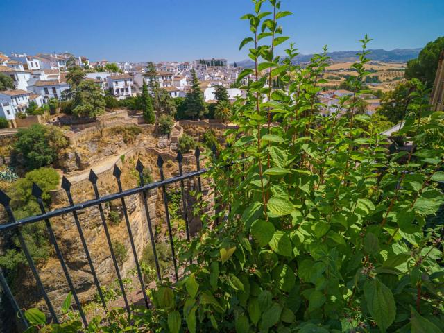 Venta Privada en la histórica ciudad de Ronda, Andalucía. 500m² Ronda