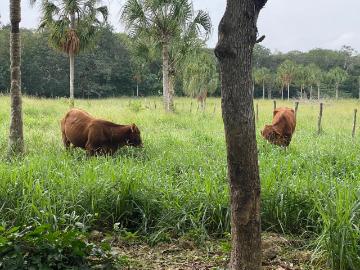VENTA RANCHO EN TIZIMIN MERIDA DE 45 HECTAREAS