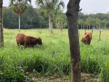 VENTA RANCHO EN TIZIMIN MERIDA DE 45 HECTAREAS