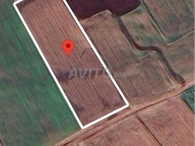 Vente Terrain agricole à Berrechid
