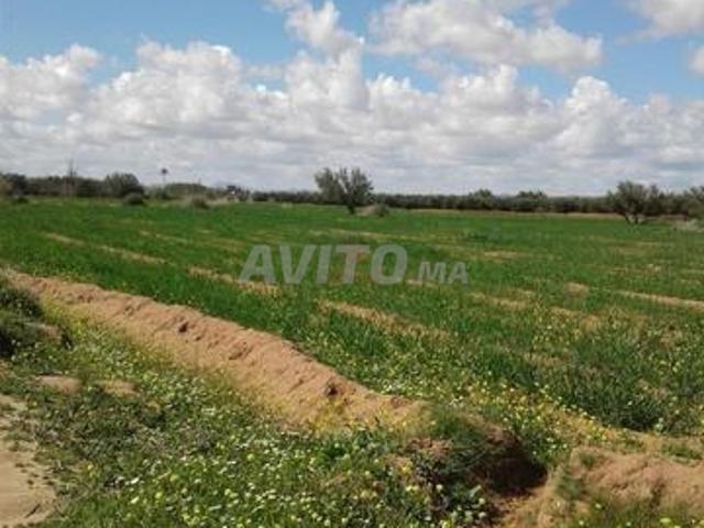 Vente Terrain agricole de 40303 m2 à Marrakech
