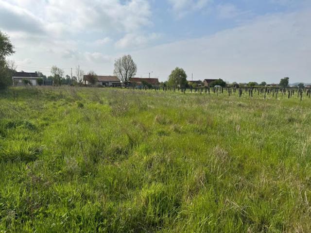 Vente Terrain agricole Godewaersvelde