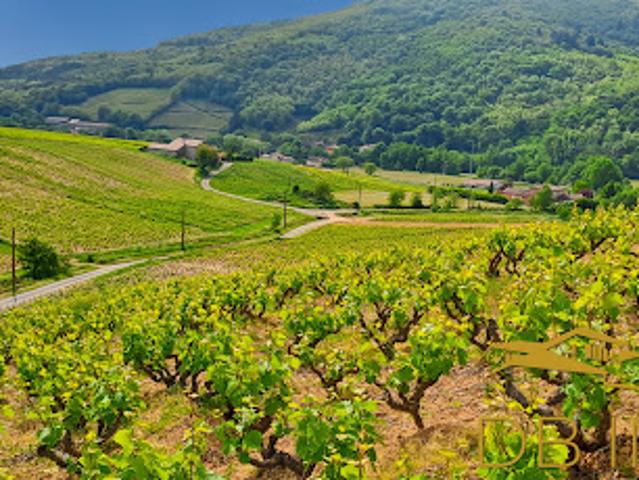 Vente Terrain 56300 m2 Juliénas