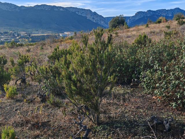 Vente Terrain agricole 5 805 m²