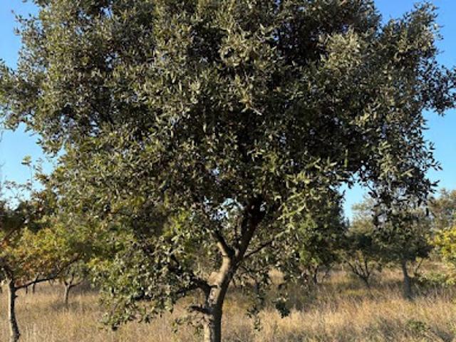 Vente Terrain agricole 7745 m2 Lédenon