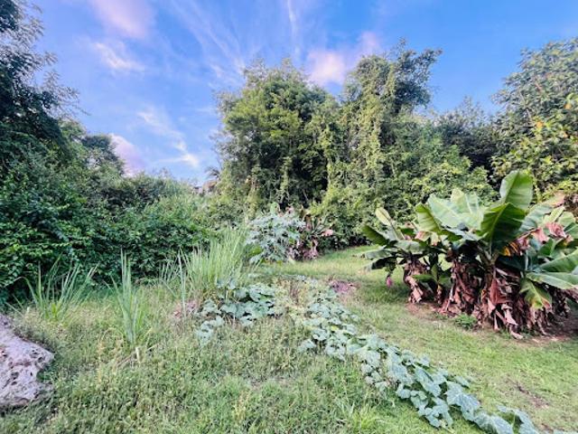 Vente Terrain constructible 1200 m2 Les abymes